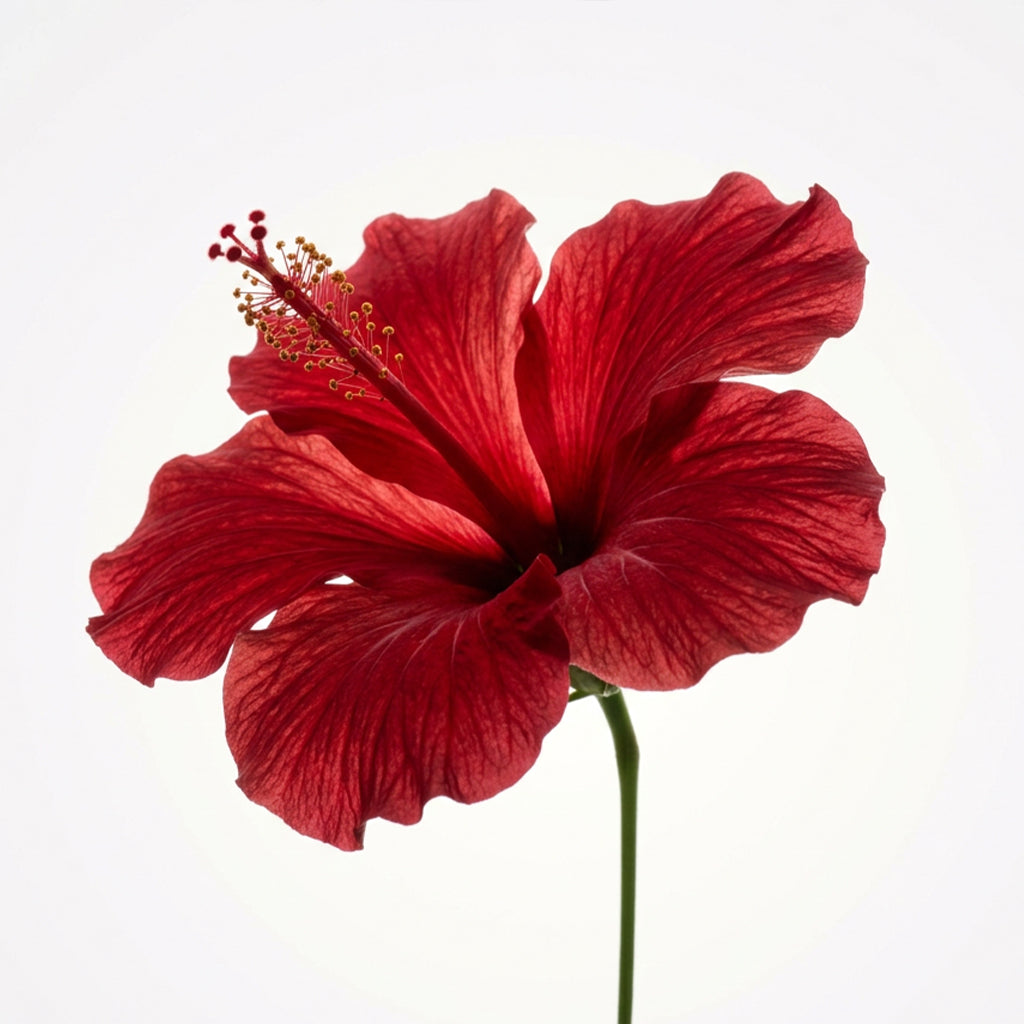hibiscus.jpg