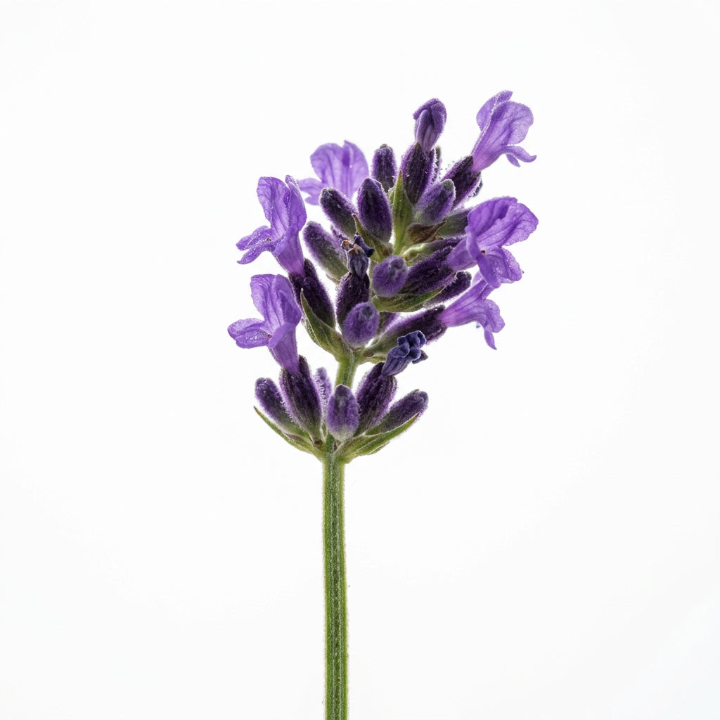 lavendar.jpg
