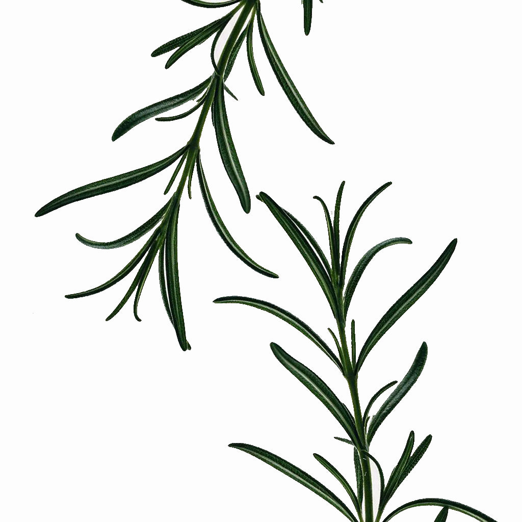 rosemary_7b0cbae8-76a2-4441-b404-396c36620d9a.jpg