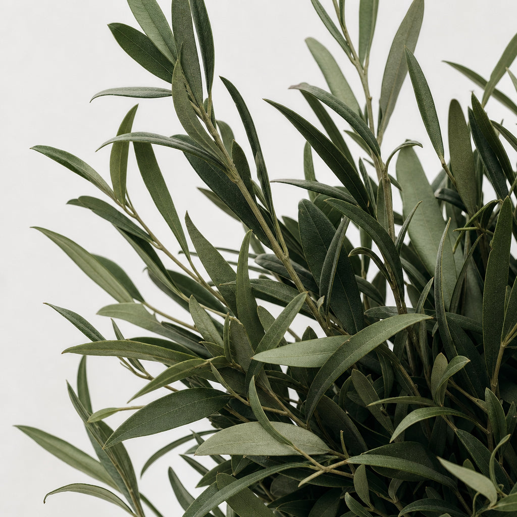 tea_tree.jpg